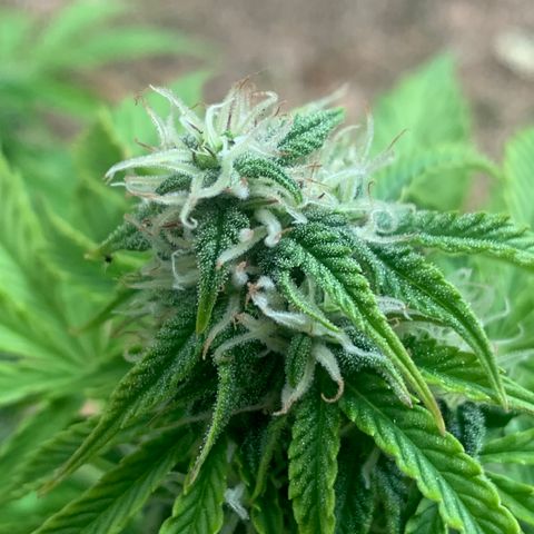 Original Auto Northern Lights growlog timeline photo