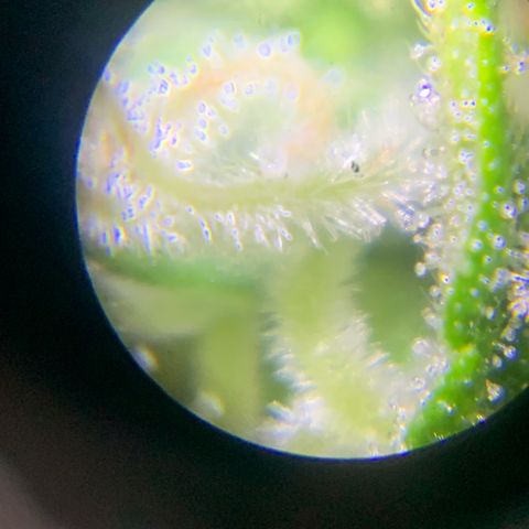 Original Auto Northern Lights growlog timeline photo