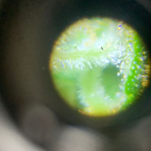 Original Auto Northern Lights growlog timeline photo