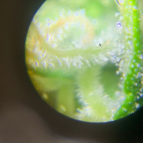 Original Auto Northern Lights growlog timeline photo