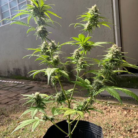 Original Auto Northern Lights growlog timeline photo