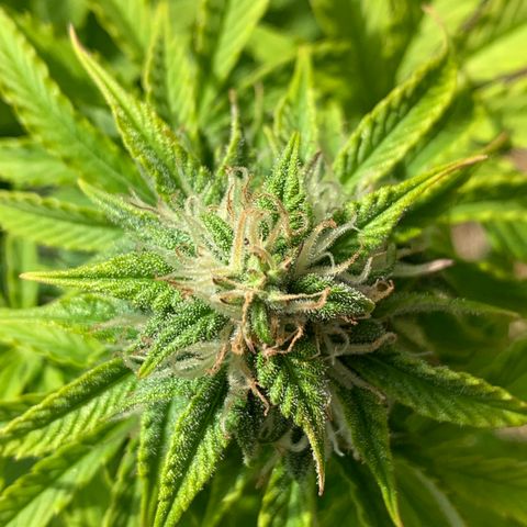 Original Auto Northern Lights growlog timeline photo