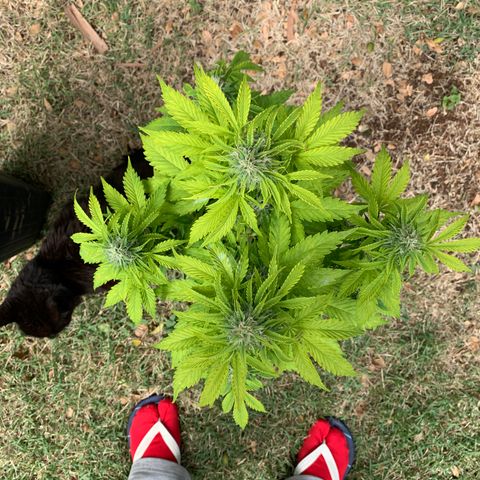 Original Auto Northern Lights growlog timeline photo