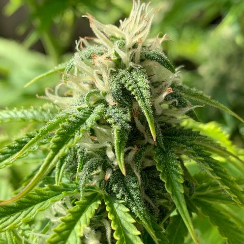 Original Auto Northern Lights growlog timeline photo