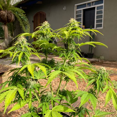 Original Auto Northern Lights growlog timeline photo