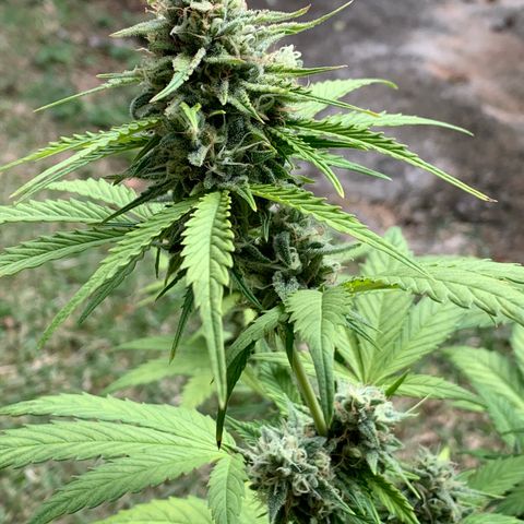 Original Auto Northern Lights growlog timeline photo