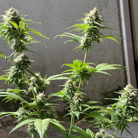 Original Auto Northern Lights growlog timeline photo