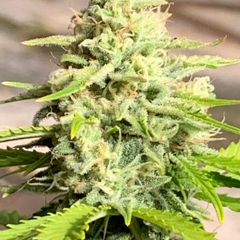 Original Auto Northern Lights growlog timeline photo