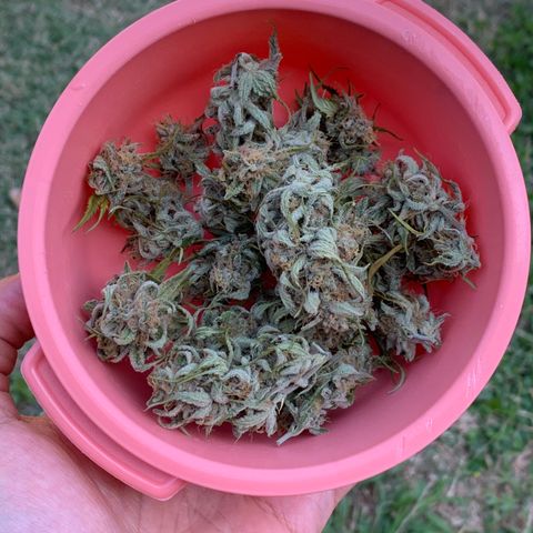 Original Auto Northern Lights growlog timeline photo