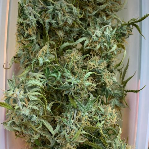 Original Auto Northern Lights growlog timeline photo