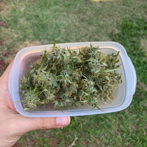 Original Auto Northern Lights growlog timeline photo