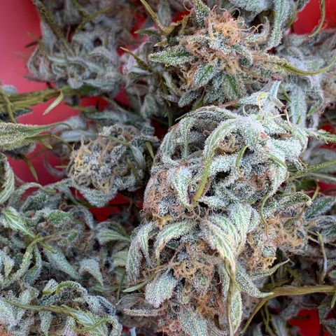 Original Auto Northern Lights growlog timeline photo