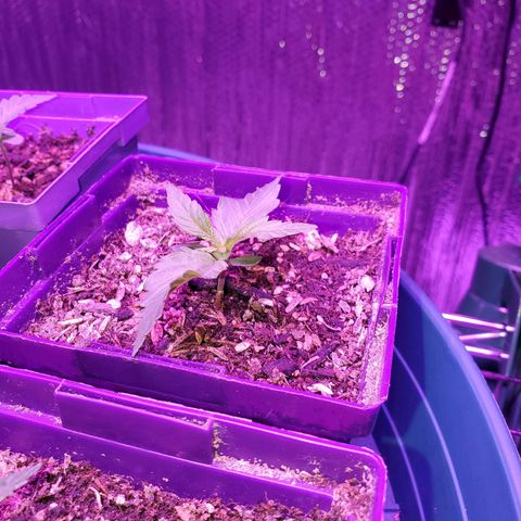 Necktie growlog photo: Leaf is starting a curl