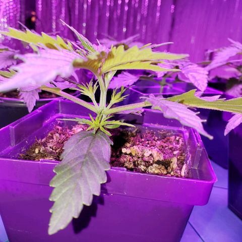 Necktie growlog timeline photo