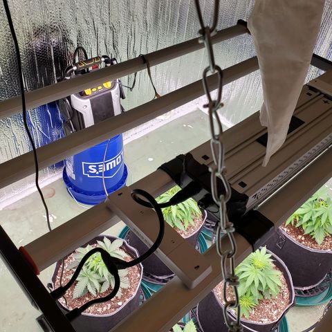 Necktie growlog timeline photo