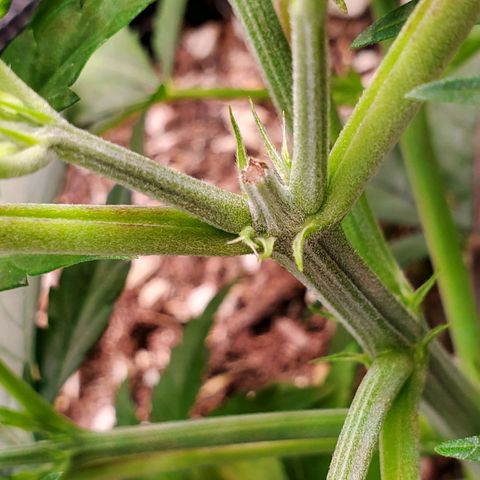 Necktie growlog timeline photo