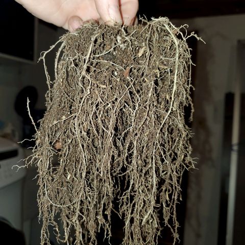 Necktie growlog timeline photo
