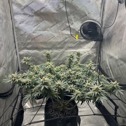 Puck Yes P1 growlog timeline photo