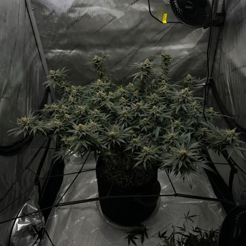 Puck Yes P1 growlog timeline photo