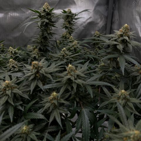 Puck Yes P1 growlog timeline photo