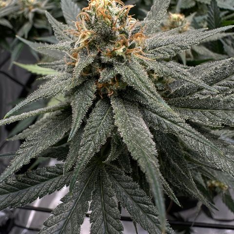 Puck Yes P1 growlog timeline photo