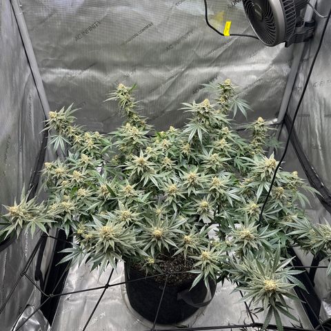 Puck Yes P1 growlog timeline photo