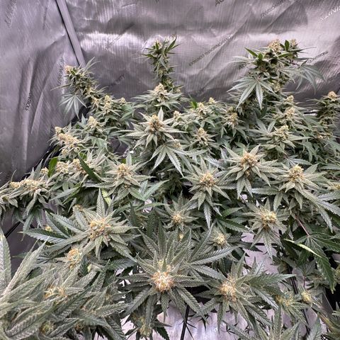Puck Yes P1 growlog timeline photo