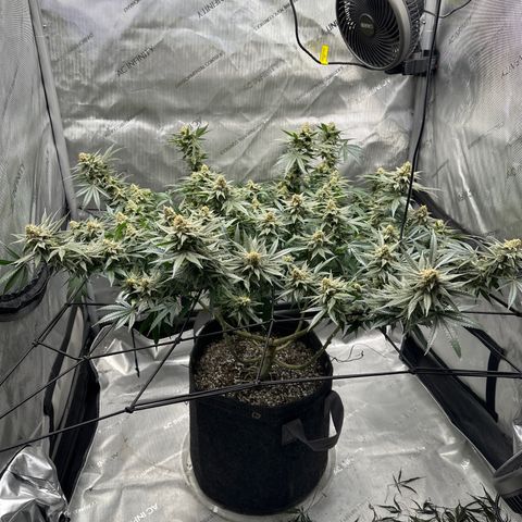 Puck Yes P1 growlog timeline photo