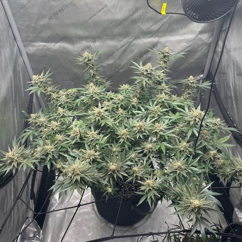 Puck Yes P1 growlog timeline photo