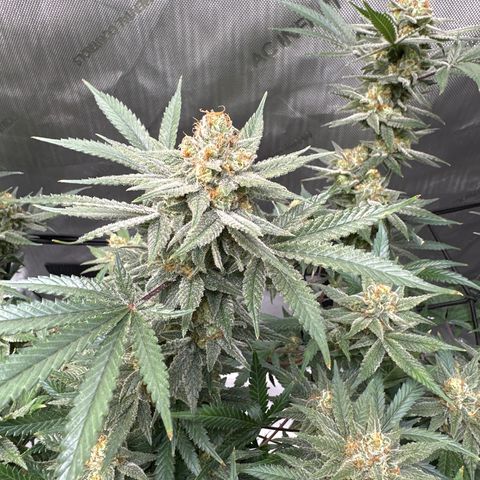 Puck Yes P1 growlog timeline photo