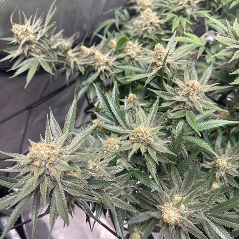 Puck Yes P1 growlog timeline photo