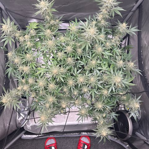 Puck Yes P1 growlog timeline photo