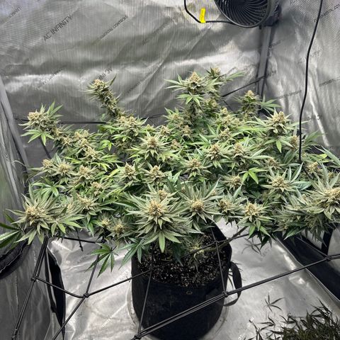 Puck Yes P1 growlog timeline photo