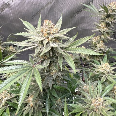 Puck Yes P1 growlog timeline photo