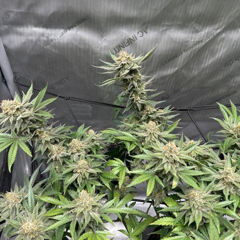 Puck Yes P1 growlog timeline photo