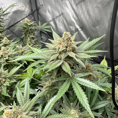 Puck Yes P1 growlog timeline photo