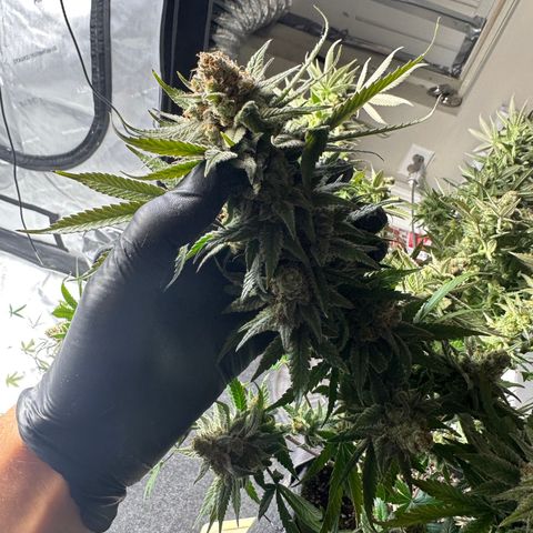 Puck Yes P1 growlog timeline photo