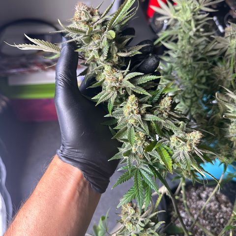 Puck Yes P1 growlog timeline photo