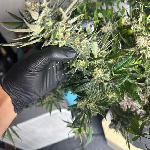 Puck Yes P1 growlog timeline photo