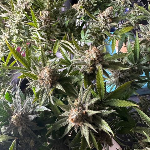Puck Yes P1 growlog timeline photo
