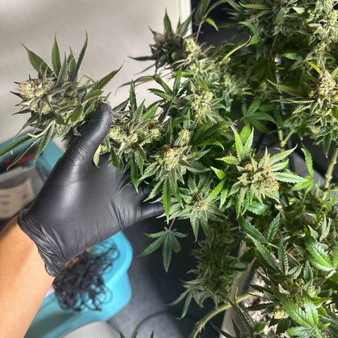 Puck Yes P1 growlog timeline photo