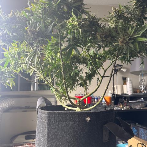 Puck Yes P1 growlog timeline photo