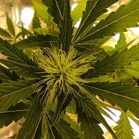 Sour diesel auto 1 growlog timeline photo