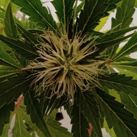 Sour diesel auto 1 growlog timeline photo