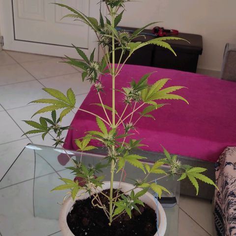 Sour diesel auto 1 growlog timeline photo