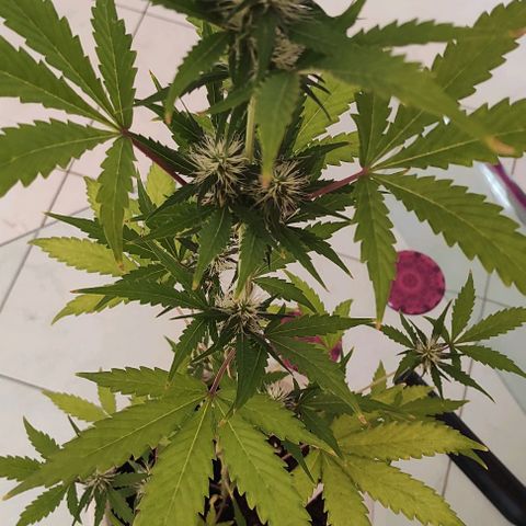 Sour diesel auto 1 growlog timeline photo