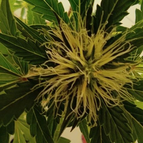 Sour diesel auto 1 growlog timeline photo