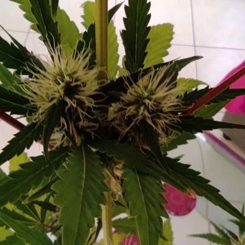 Sour diesel auto 1 growlog timeline photo