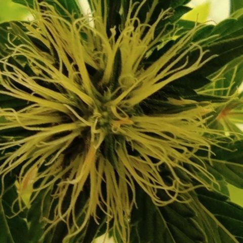 Sour diesel auto 1 growlog timeline photo
