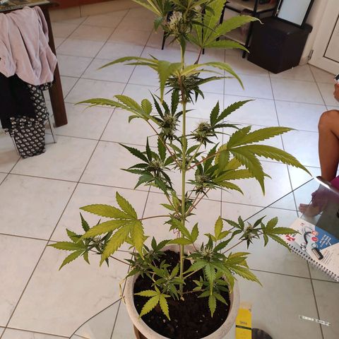 Sour diesel auto 1 growlog timeline photo